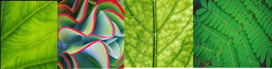 BeautifulImages/Leaf_banner.jpg